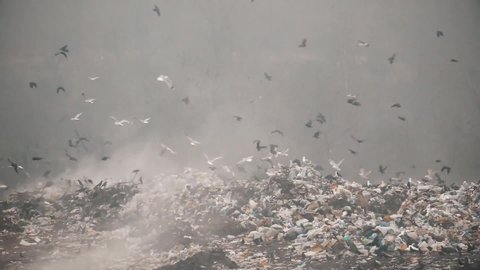 Wild birds fly over the trash. Waste incineration. Ecology pollution concept pattern for design.