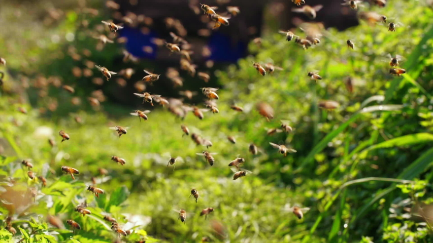 Slow motion of big swarm of honey bees flying around beehive in apiary bee dancing insect in the sunny day meadow nature background insect in group footage  Royalty-Free Stock Footage #1047799546