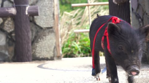 a cute dwarf domestic pig walks down the street herself with a red leash. black domestic pig close up portrait. nickel. Japan