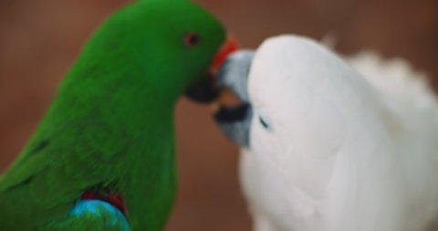 Close up of Eclectus parrot and white cockatoo feeding each other, shallow depth of field. BMPCC 4K