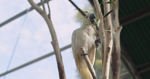 Sulphur-crested cockatoo eating leaves while sitting on a branch. BMPCC 4K