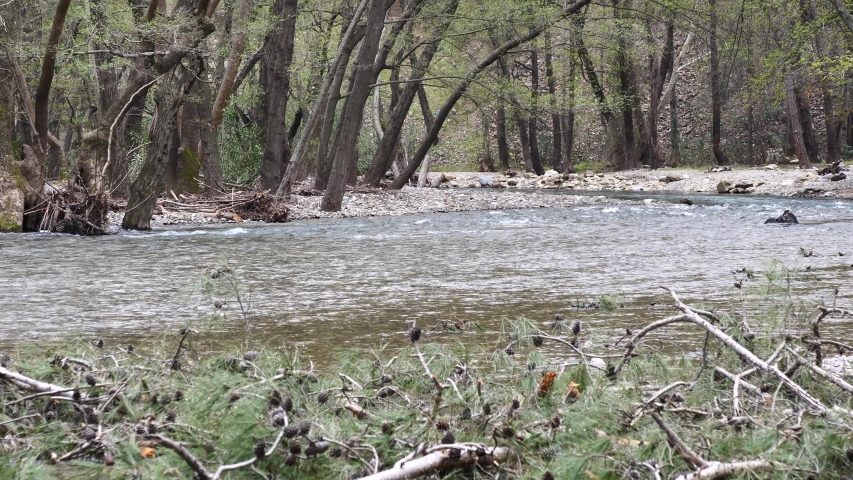 freshwater source river flowing water in the woods forest