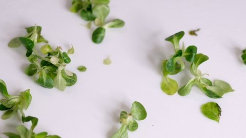 Food background: cornsalad lamb lettuce leaves. Slow Motion video. Close up