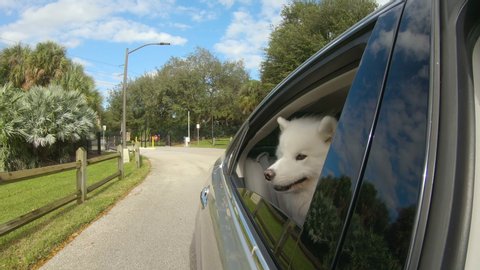 Cute Samoyed Puppy looking out the window on a beautiful summer day. He's so happy to go to the park to play. 4K.