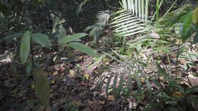 4K dolly in and out clip pushing through plants and leaves closing in the ground of lush rain forest covered in dry foliage in the tropical rain forest of a national park in Thailand