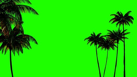 
3d animation for keying, three palm trees on a green chromakey
