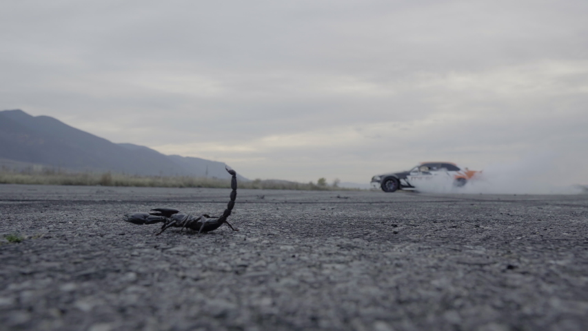 An asphalt scorpion and behind it a car drifting in slow motion