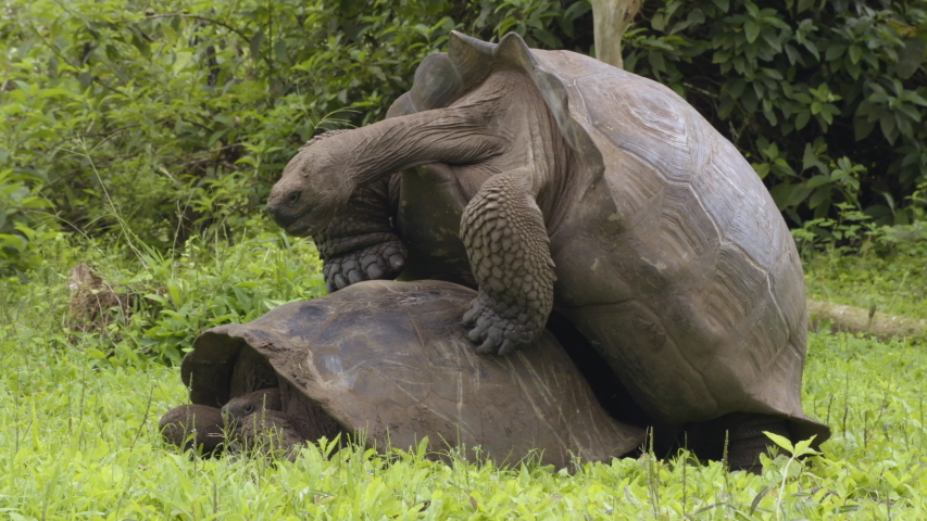 Galapagos Giant Tortoises mating on Santa Cruz Island in Galapagos Islands. Giant Tortoise, Animals, nature and wildlife video close up of tortoise in the highlands of Galapagos, Ecuador.
