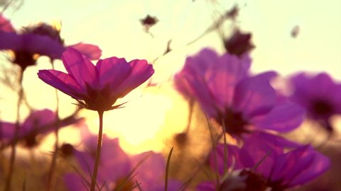 Cosmos Flower blooming in a garden over sunset sky. Beautiful red and pink colorful flowers growing on field. Spring and Summer nature scene. Sun flare. Slow motion 4K UHD video.