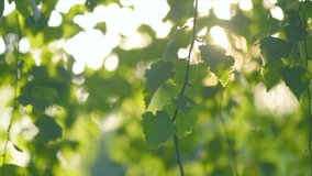Nature background. Sun flare. Beautiful spring Sun shine through the birch tree green leaves. Blurred abstract bokeh with sun flare. Sunlight. Beams of light. Environment backdrop. Slow motion 4K