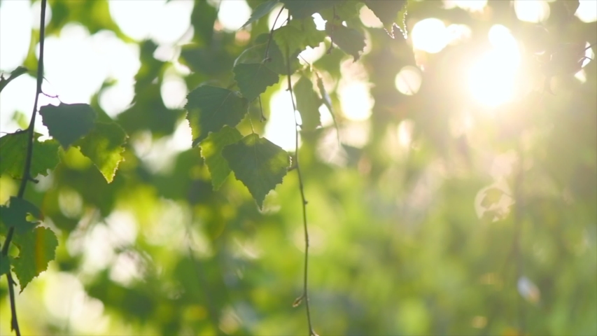 Nature background. Sun flare. Beautiful spring Sun shine through the birch tree green leaves. Blurred abstract bokeh with sun flare. Sunlight. Beams of light. Environment backdrop. Slow motion 4K Royalty-Free Stock Footage #1047841633