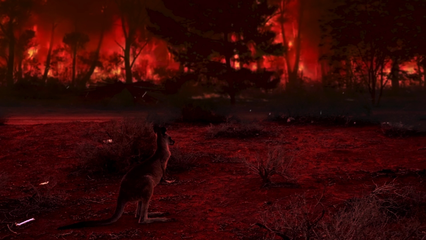 Young Kangaroo escaping the bush fire in Australia