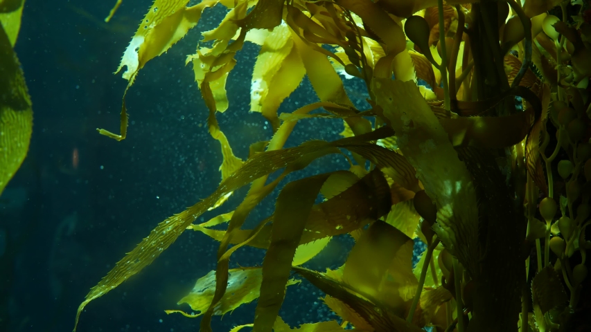 Light rays filter through a Giant Kelp forest. Macrocystis pyrifera. Diving, Aquarium and Marine concept. Underwater close up of swaying Seaweed leaves. Sunlight pierces vibrant exotic Ocean plants. Royalty-Free Stock Footage #1047845056
