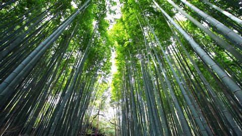 Kyoto, Japan low angle view vertical panning walking in Arashiyama bamboo forest grove canopy park pattern of many plants on spring day with green foliage color