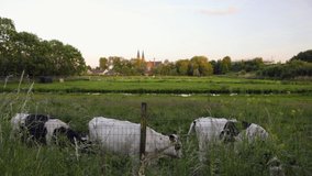 Summer field at sunset and church against beautiful twilight sky and cheerful farm cows on grazing. HD Footage.