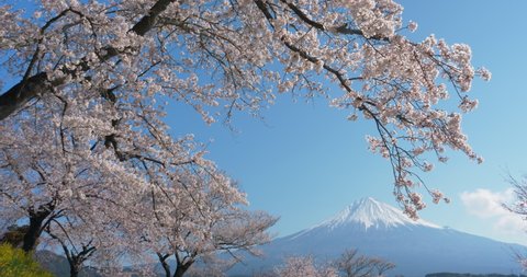 Mt. Fuji with Cherry Blossoms on a Sunny Spring Day in Shizuoka