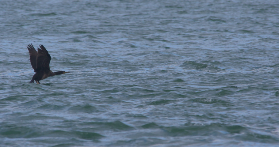Cormorant sea bird launches into flying from water wings beating