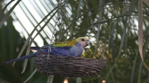 A pale-headed rosella feeding on sunflower seed. The Pale-headed Rosella is endemic to north-eastern and eastern Australia.