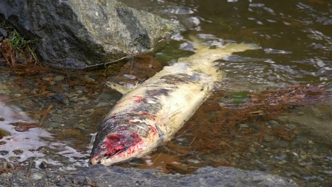 Steady shot of dead salmon after spawning floating in stream, eyes picked by birds or bear - Vancouver Island, Canada.