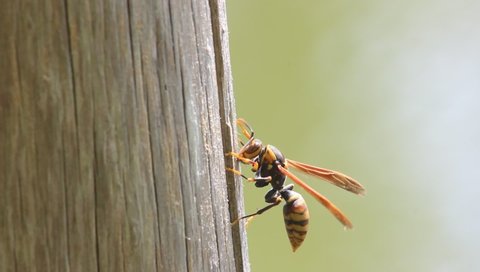  paper wasp on a stem