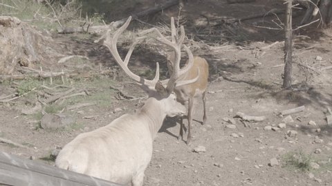 A big white stag walks towards the forest. He looks at the camera and scratches himself. His big antlers are impressive. Next to him is a female. - nine - high quality LOG-footage - slow motion