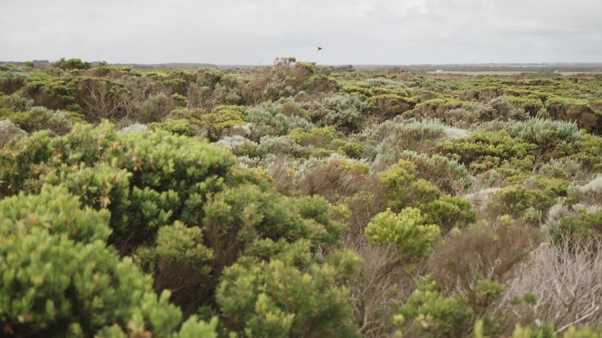 Australian shrub-land off the coast of Victoria, near Melbourne. Green shrubbery.