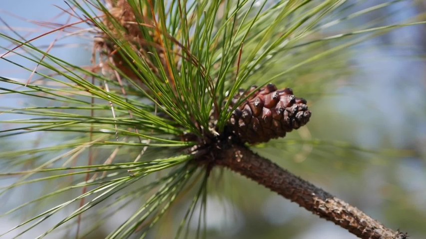 Pine tree branch with green needles. Branches of tree moving in the wind. Close-up