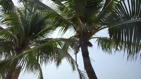 Beautiful Tropical Palm Trees. Pattaya Beach. Nature Background.