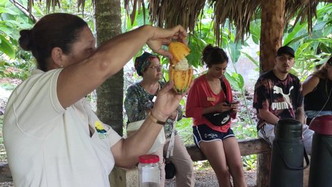 MONTANA REDONDA, DOMINICAN REPUBLIC 3 JANUARY 2020: Open the cocoa fruit