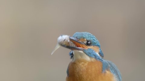 Close-up slow motion of common kingfisher, alcedo atthis, killing and eating fish with its beak. Turquoise and orange little bird with a catch. Front view of animal hunter in springtime .