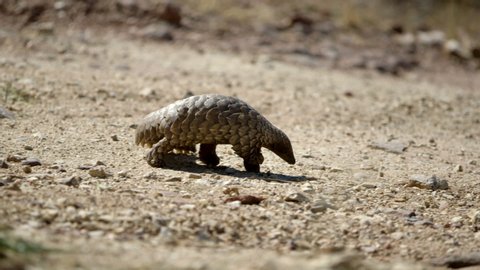 African pangolin in the wild.
