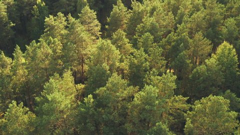 Aerial View Of Green Forest Landscape. Top View In Summer Evening. Natural Backdrop Background Of Coniferous Forest. Drone View. Bird's Eye View - Βίντεο στοκ