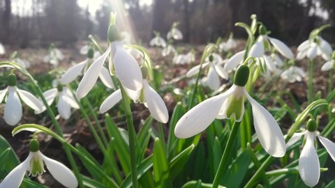 Snow Drops Woodland Spring Stock Footage Video 100 Royalty Free 16102276 Shutterstock