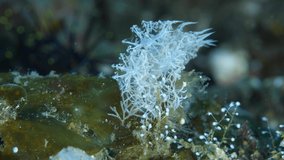 Sea slug - nudibranch - Melibe colemani. Macro underwater world. Diving in Tulamben, Bali, Indonesia. 