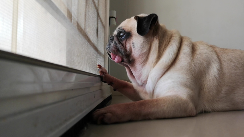 Cute pug dog waiting for owner at the door and stretch lazily. Looking and thinking to play outside. Sleepy and Feeling bored. Royalty-Free Stock Footage #1047910639
