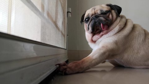 Cute pug dog waiting for owner at the door and stretch lazily. Looking and thinking to play outside. Sleepy and Feeling bored.