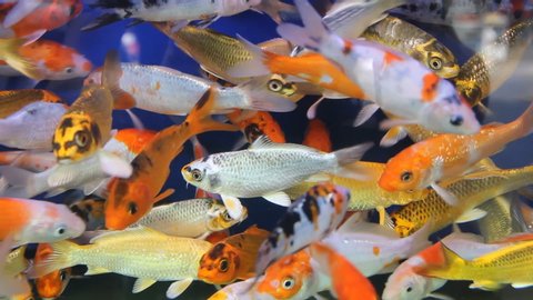 Goldfish or Golden carp (Japanese name is Koi fish, Nishikigoi, Cyprinus carpio haematopterus), as object of breeding in ceremonial ponds and aquariums, pisciculture. Japan. Rich colors dinamics