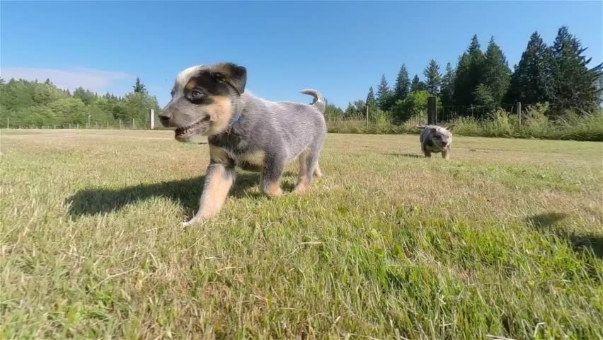 Australian Cattle Dog puppies running through a green grassy field on a summer day