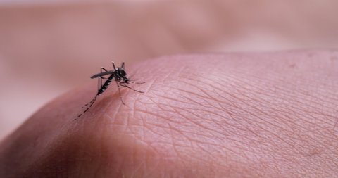 Mosquitoes sucking blood. Mosquitoes suck blood by females.