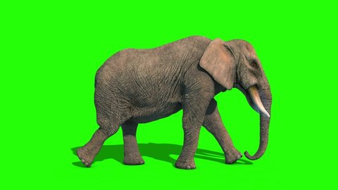 Elephant Walkcycle Short Tusks Loop Side Green Screen 3D Rendering Animation 4K