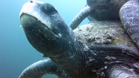 two Marine turtle mating underwater on galapagos islands, ecuador