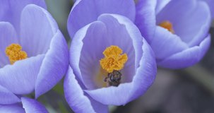 Bees pollinate crocus flowers on a sunny spring day, close video. Blackmagic Cinema 6K Camera.