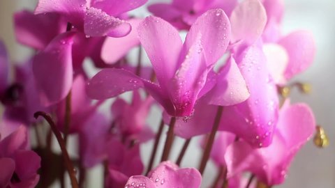 
beautiful spring flowers in the rain, cyclamen close-up, rainy spring sunny day in the garden