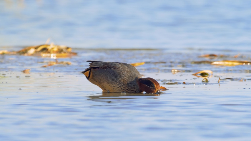 male green winged teal on the water (Anas creca)