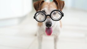 smart nerd dog in glasses looking to the camera. joyfully wags its tail. Open mouth tongue out. Video footage animal theme. Indoors soft daylight. Light room. Happy smiling dog office worker. Student 