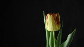 Tulip. Time lapse of bright yellow and red striped colorful tulip flower blooming on black background. Holiday bouquet. 4K video
