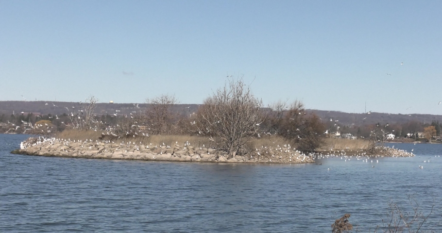 hundreds of seaguls on an island, in middle of lake. Hamilton, Ontario