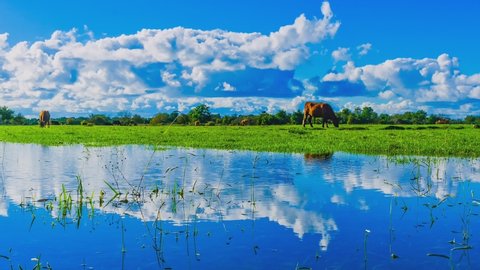 Cinemagraph of a landscape with a green field and water puddles under a blue sky - Βίντεο στοκ