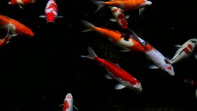 Cinematic koi fish footage top view with dark background