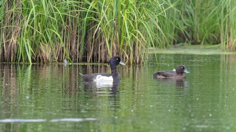 The tufted duck (Aythya fuligula) is a small diving duck. tufted duck swims on the water 